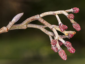 Leaf bud and female flowers of Alder, Alnus glutinosa. Photo by Bill Welch.