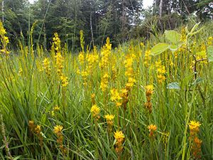 Bog Asphodel, Narthecium ossifragum, on Keston Common in July.  Photo by Bill Welch.