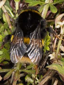 Queen Buff-tailed Bumblebee, Bombus terrestris, on Hayes Street Farm, 31 March 2016. Photo by Bill Welch.