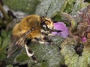 Male Hairy-footed Flower Bee, Anthophora plumipes, on Hayes Street Farm, 31 March 2016. Photo by Bill Welch.