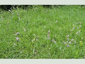 Bee Orchids, Ophrys apifera, in Graham Hemington's lawn, 19 June 2016. Photo by Margaret Willis.