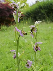 Bee Orchids, Ophrys apifera, in Graham Hemington's lawn, 19 June 2016. Photo by Margaret Willis.