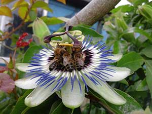 Honey Bees, Apis mellifica, on Passion Flower, Passiflora caerulea, in Orpington, August 2016. Photo by Alison Bolt.