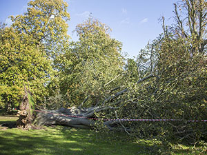 Fallen beech on The Knoll, Hayes, on 3 November 2013.