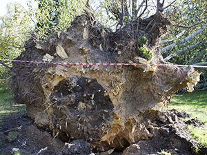 Underside of the root ball of a fallen beech in The Knoll, Hayes, on 3 November 2013.