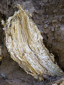 Exposed root of a fallen beech in The Knoll, Hayes, on 3 November 2013.