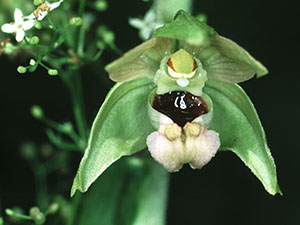 Flower of a Broad-leaved Helleborine, Epipactis helleborine.