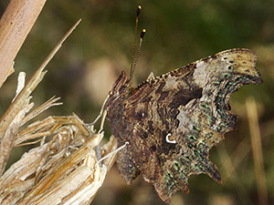 Comma, Polygonia c-album, on Hayes Common, 23 March 2012. Photo by Bill Welch.
