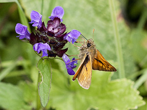 Large skipper, Ochlodes venatus, male, feeding on selfheal, Prunella vulgaris, on Downe Bank in June.  Photo by Bill Welch.