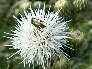 A Malachite Beetle, Malachius bipustulatus, on a white-flowered Creeping Thistle, Cirsium arvense var. albiflorum, at High Elms in July.  Photo by Bill Welch.