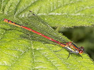 Large Red Damselfly, Pyrrhosoma nymphula.  Jubilee Country Park, 3 June 2013. Photo by Bill Welch.