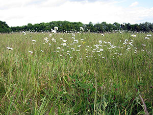 Meadow flowers in May at Darrick and Newstead Woods.  Photo by Bill Welch.
