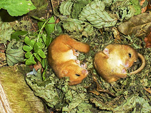 Torpid female Hazel Dormice, Muscardinus avellanarius, at Downe Bank on 20 June 2014. Photo by Robert Francis.