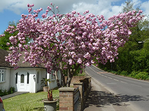 Bright pink double flowered  cherry tree in Barham, 9 May 2013. Photo by Joyce Pitt.