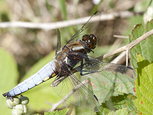 Broad-bodied Chaser, Libellula depressa, at the pond in Spring Park.  Photo by Bill Welch.