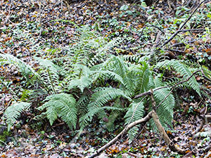 Soft Shield Fern, Polystichum setiferum, in a chalky wood near Leaves Green in December.  Photo by Bill Welch.