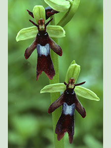 Flowers of a Fly Orchid, Ophrys insectifera.