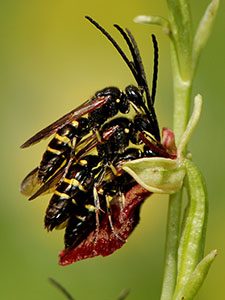Three male Digger Wasps on a Fly Orchid, Ophrys insectifera.