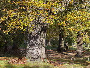 A beech, Fagus sylvatica, surrounded by Giant Polypore, Meripilus giganteus, in The Knoll, Hayes, on 6 November 2012.