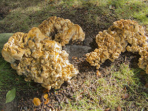 Young growth of Giant Polypore, Meripilus giganteus, on the exposed roots of a beech, Fagus sylvatica, in The Knoll, Hayes, on 25 September 2012.