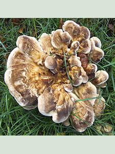 Giant Polypore, Meripilus giganteus, by a beech stump on West Wickham Common on 2 October 2012.