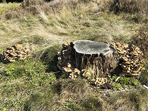 Giant Polypore, Meripilus giganteus, growing round a beech stump on West Wickham Common on 4 October 2012.