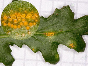 Rust fungus Puccinia lagenophorae on Groundsel, Senecio vulgaris. Photo by Bill Welch.