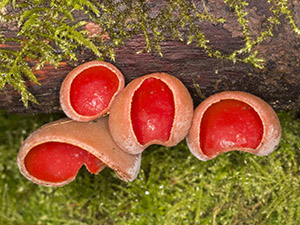 Scarlet Elfcup, Sarcoscypha austriaca, at Sevenoaks Wildlife Reserve on 27 February 2013. Photo by Bill Welch.