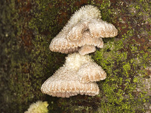 Schizophyllum commune, a fungus, on a wooden post on the edge of Leaves Green village green in December 2012.  Photo by Bill Welch.