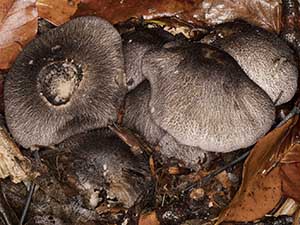 Tricholoma orirubens at High Elms, 6 October 2015.  Photo by Bill Welch.