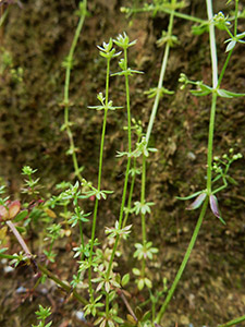 Wall bedstraw, Galium parisiense, at Chelsfield station. Photo by Bob Francis.