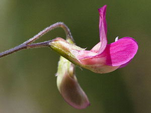 Flower of Grass Vetchling, Lathyrus nissolia, at Darrick and Newstead Woods in May.  Photo by Bill Welch.