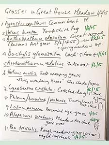 Whiteboard with list of grasses, 6th July 2015.