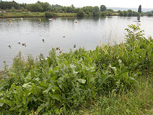 Horseradish, Armoracia rusticana, at Leybourne Lakes Country Park in July 2012.  Photo by Bill Welch.