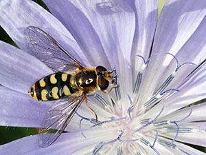 Hoverfly, Eupeodes luniger, female, on chicory, Cichorium intybus.  Jubilee Country Park in July.  Photo by Bill Welch.