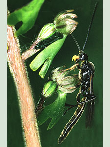 Ichneumon Wasp on a Common Twayblade, Neottia ovata.