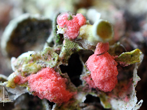 A pink fungus, Illosporiopsis christiansenii, parasitising a lichen, Xanthoria parietina. Photo by David Mitchell.