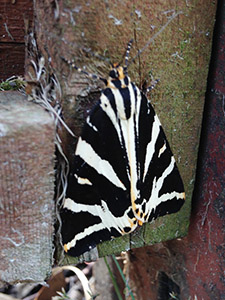 Jersey Tiger moth, Euplagia quadripunctaria, in an Eltham garden in July 2014.