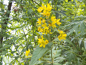 Yellow Loosestrife, Lysimachia vulgaris, at Leybourne Lakes Country Park in July 2012.  Photo by Bill Welch.