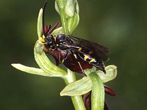 Male Digger Wasp exchanging pollinia on a fly orchid, Ophrys insectifera.