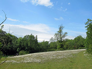 A field of Oxeye Daisies, Leucanthemum vulgare, at High Elms in May.  Photo by Bill Welch.