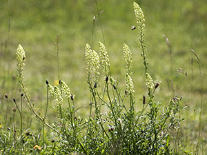 Spring Wild Mignonette, Reseda lutea, on Farthing Downs in June.  Photo by Bill Welch.