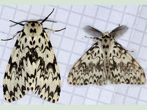 Black Arches, Lymantria monacha.  Female left, male right.  The male has been added in with Photoshop and has been carefully kept to scale.  Moth trap on West Wickham Common, August 2012.  Photo by Bill Welch.