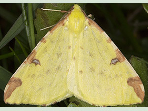 Brimstone Moth, Opisthograptis luteolata.  Moth trap on West Wickham Common, May 2012.  Photo by Bill Welch.