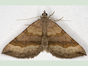 Shaded Broad-bar, Scotopteryx chenopodiata.  Caught at Dryhill Local Nature Reserve, flying by day on 4 August 2012.  Photo by Bill Welch.