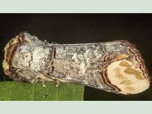 Buff-tip, Phalera bucephala.  Moth trap on West Wickham Common, July 2012.  Photo by Bill Welch.