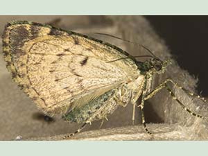 Red-green Carpet, Chloroclysta siterata.  Moth trap on West Wickham Common, October 2012.  Photo by Bill Welch.