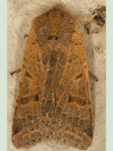 Beaded Chestnut, Agrochola lychnis.  Moth trap on West Wickham Common, October 2012.  Photo by Bill Welch.
