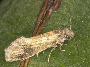 Dyseriocrania subpurpurella in Spring Park wood and Kennel Wood. 28 April 2013. Photo by Bill Welch.
