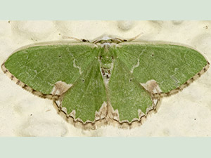Blotched Emerald, Comibaena bajularia.  Moth trap on West Wickham Common, June 2012.  Photo by Bill Welch.